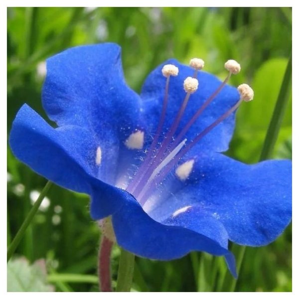 Фацелия пижмолистная