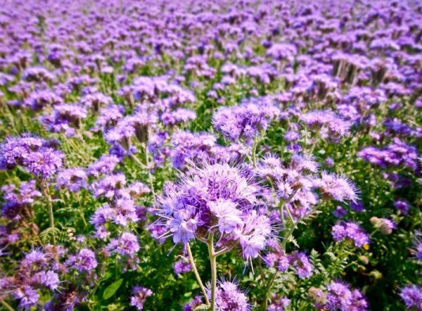 Фацелия пижмолистная Phacelia tanacetifolia