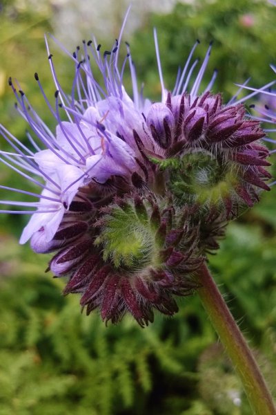 Сидерат медонос фацелия