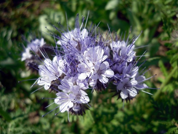 Сидерат медонос фацелия