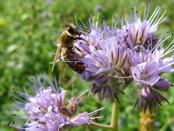 Фацелия пурша (Phacelia purshii) 80 гр.