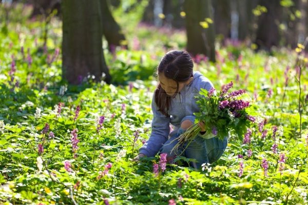 Сбор целебных трав в лесу