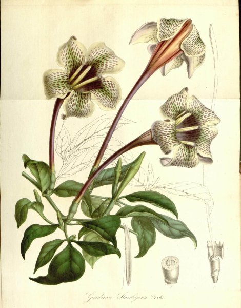 Rothmannia longiflora