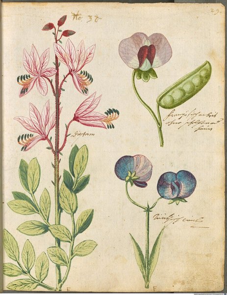 Ботанический атлас Магнолия