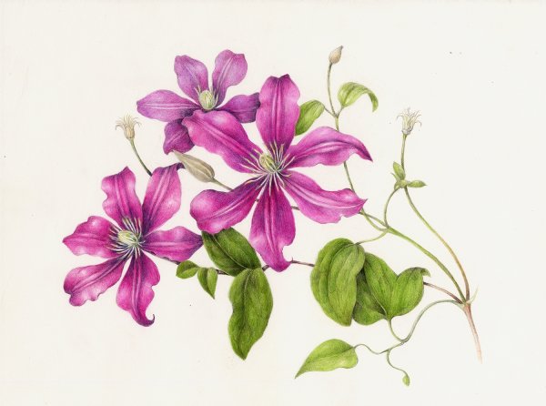 Морозник (Helleborus) Ботаническая иллюстрация