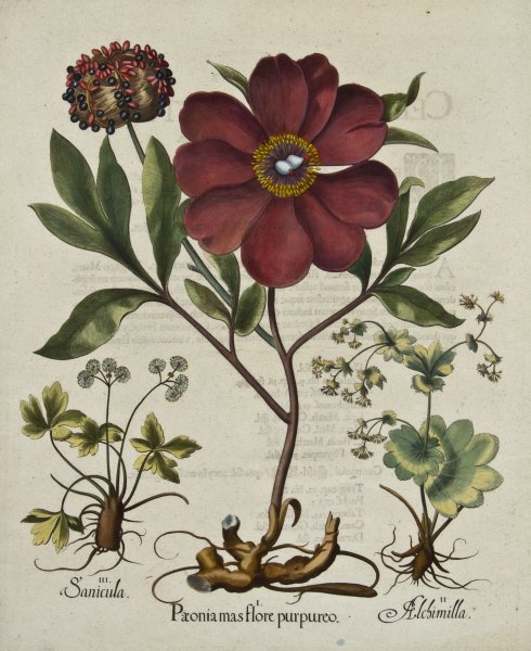 Адольф Миллот - Ботанические иллюстрации