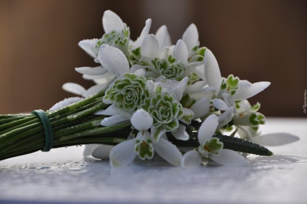 Букет пролески и подснежники