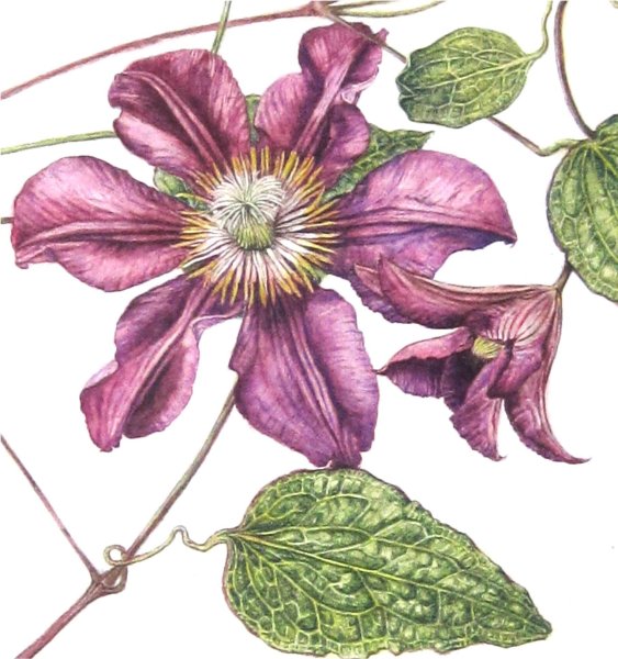 Botanical Print 19 век