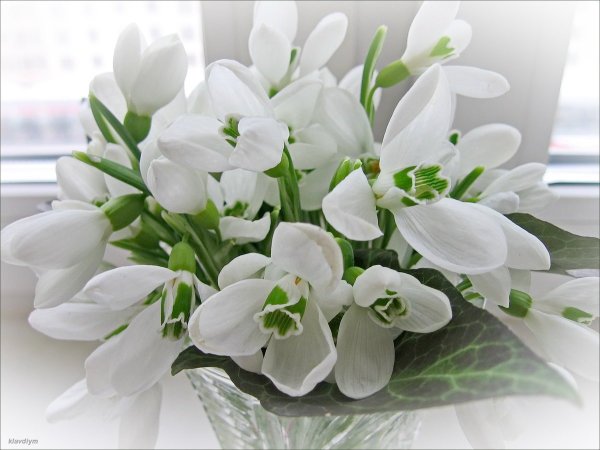 Букет подснежников фото