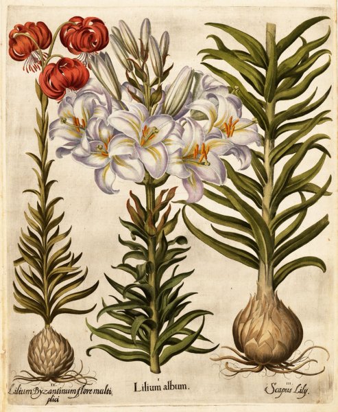 Ботанические атласы 19 века