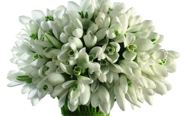 Пролеска цветок букет