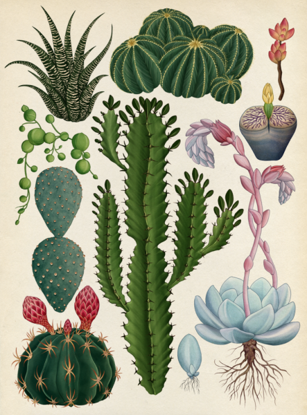 Акваререль Ботаническая иллюстрация