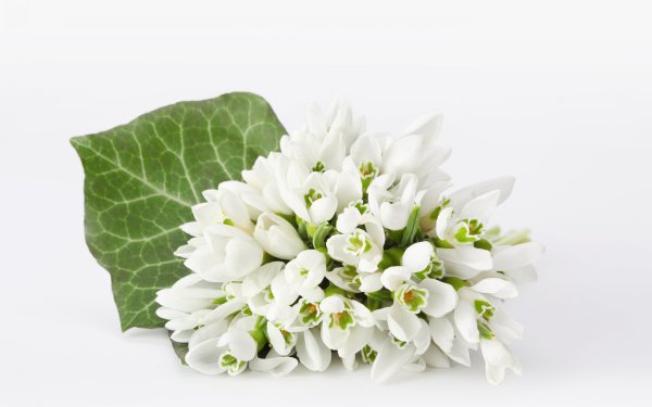 Букет подснежников