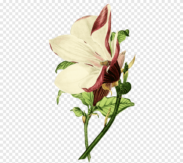 Гортензия Botanical