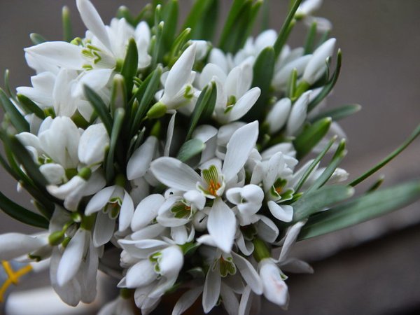 Пролеска и Подснежник букет