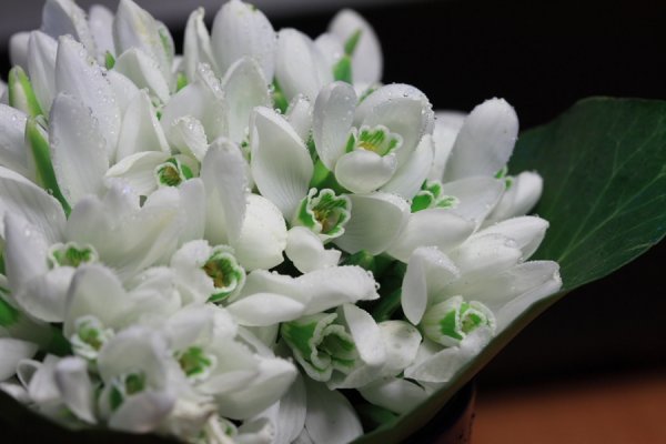 Букет пролески и подснежники