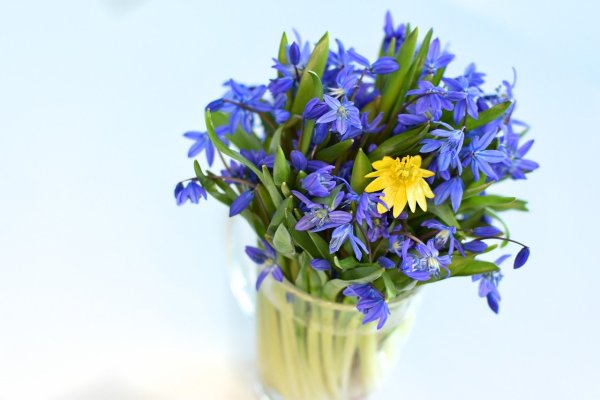 Галантус букет