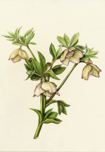 Акварель Ботаническая морозник