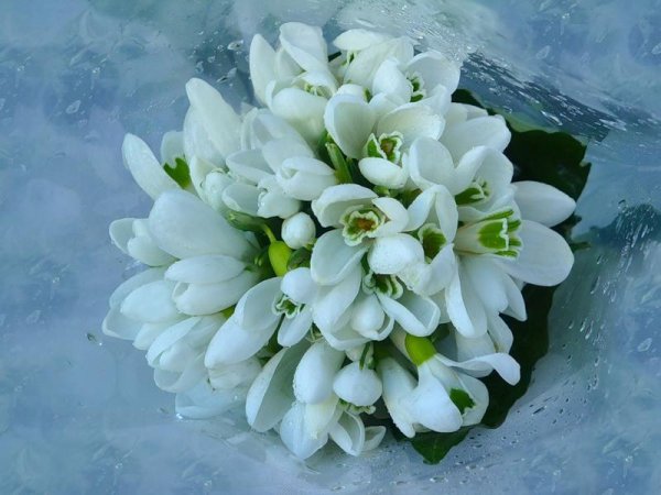 Первоцветы - подснежники, Ландыши?