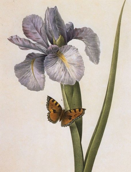 Базилиус Беслер