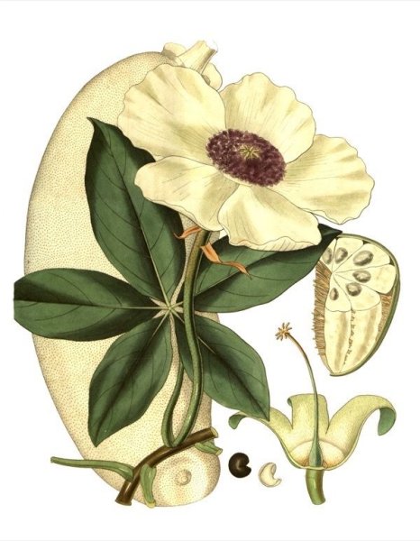 Артишок Ботаническая иллюстрация