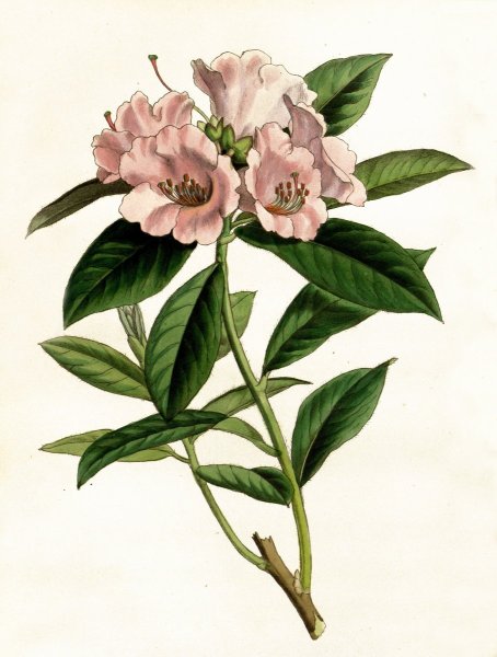 Даринчи Ботанический атлас