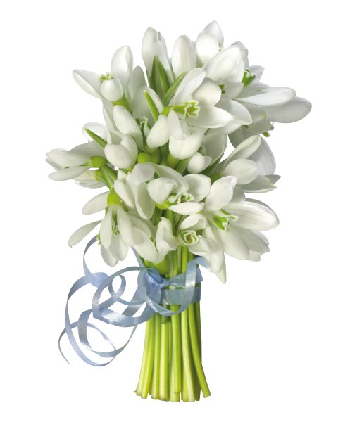 Цветок в горшке похожий на Подснежник