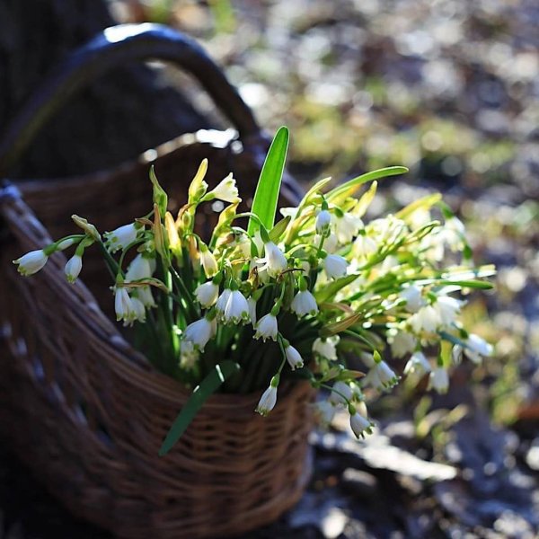 Весенний букет подснежников
