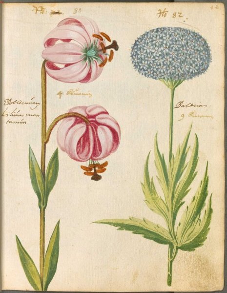 Ботанический атлас Вереск