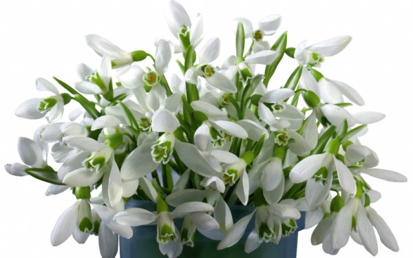 Букет пролески и подснежники