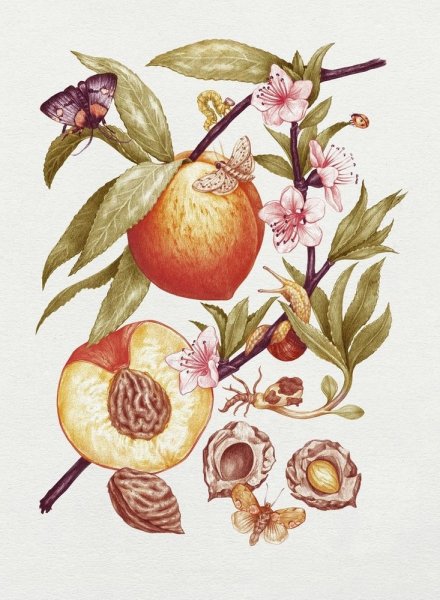 Роберт МАКНЕЙЛЛ Ботаническая живопись