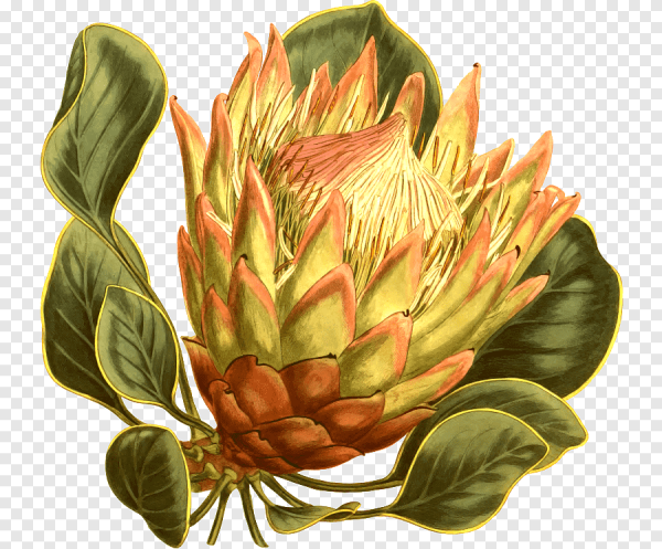 Ботаническая акварель 19 век