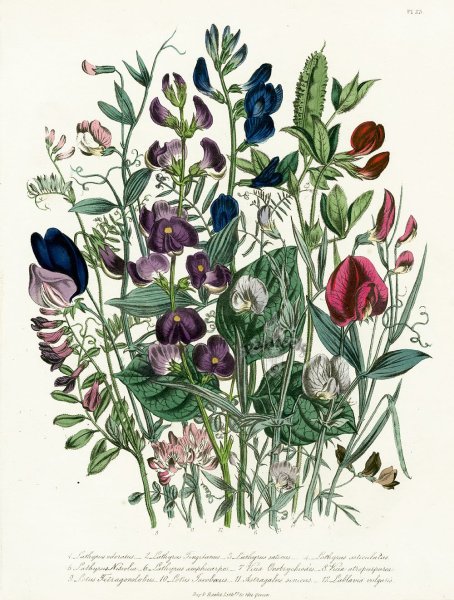 Морозник Ботаническая иллюстрация