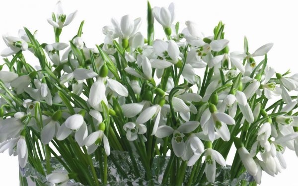 Подснежники букетик