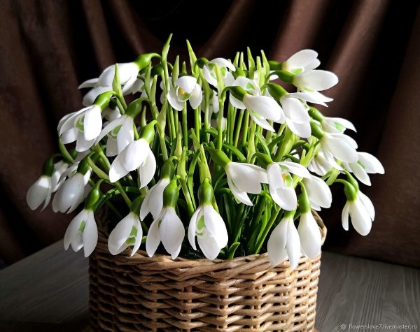 Первоцветы (подснежники, крокусы, гиацинты).