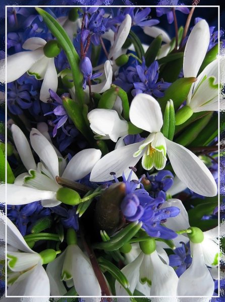 Открытки с подснежниками