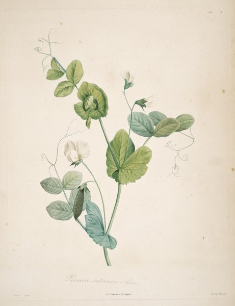 Ботаническое искусство (Botanical Art)