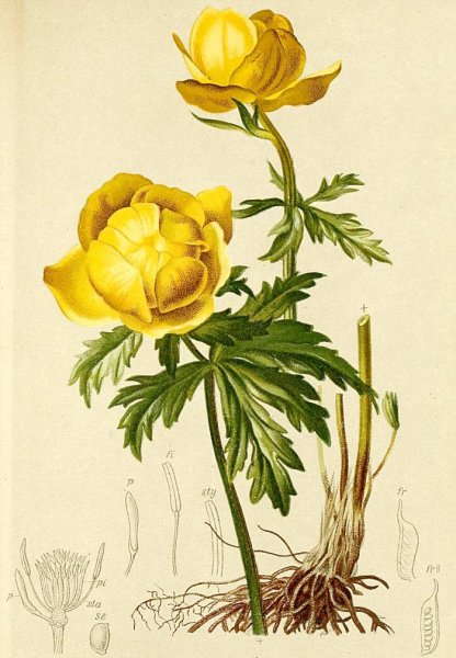 Клематис цветок Ботаническая иллюстрация