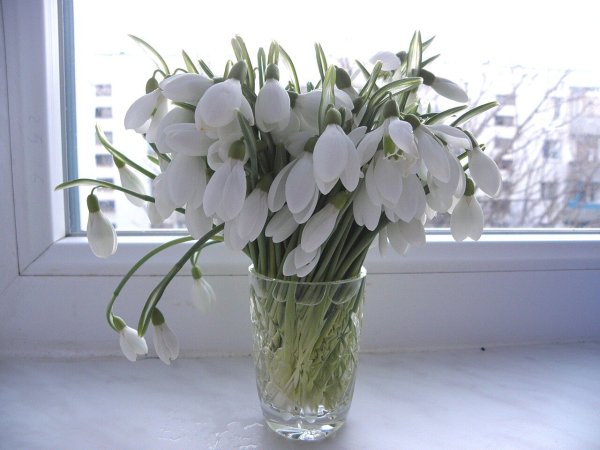 Весенние цветы подснежники тюльпаны пролески