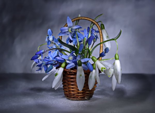 Букет сибирских подснежников