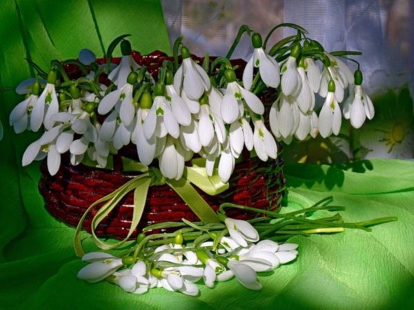 Подснежники букетик
