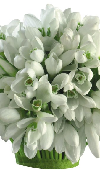 Подснежники букетик