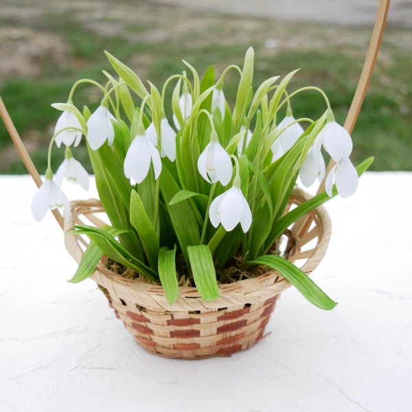 Букет подснежников 8 марта