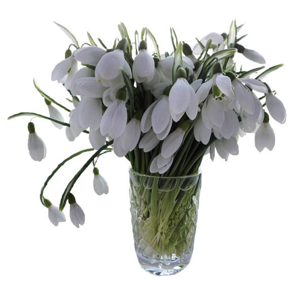 Букет пролески и подснежники