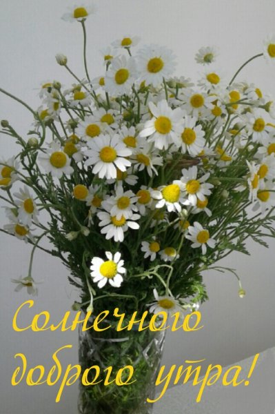 Полевые цветы с пожеланиями