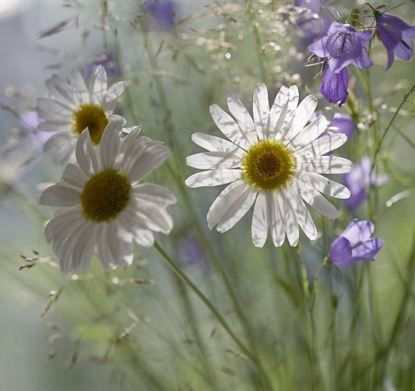 Красивые полевые цветы утром