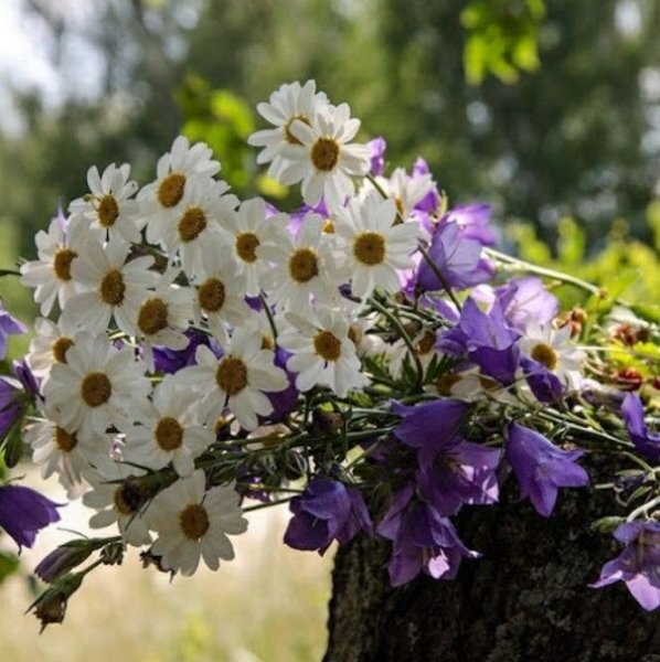 Полевые цветы с пожеланиями доброго