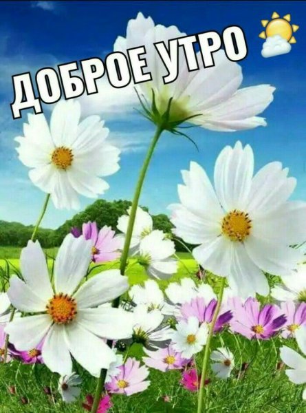 Доброе утро космея