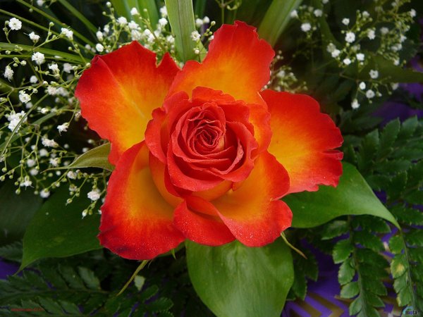 Роскошный букет цветов