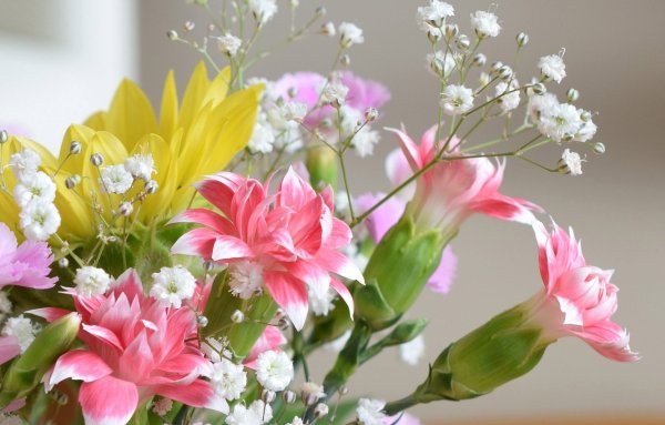 Цветы картинки